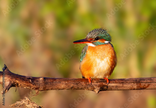Сommon kingfisher, Alcedo atthis. An adult female bird sits on a branch, in the morning sunlight