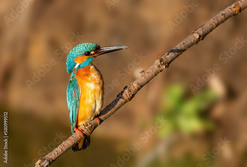 Сommon kingfisher, Alcedo atthis. An adult male bird sitting on a branch in a blurred background © Юрій Балагула