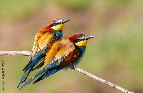 European bee-eater, Merops apiaster. Male and female sitting side by side on a branch