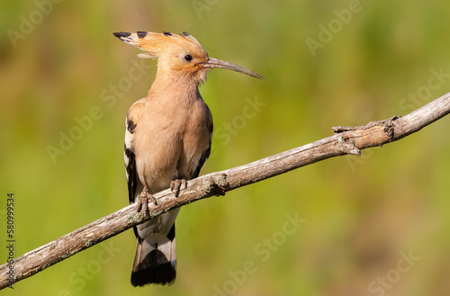 Eurasian hoopoe, Upupa epops. A bird sits on a dry branch against a luxurious backdrop
