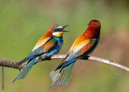 European bee-eater, Merops apiaster. One bird chases another bird off its branch