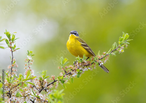 Western yellow wagtail, Motacilla flava. A male bird sitting on the branch of a flowering tree