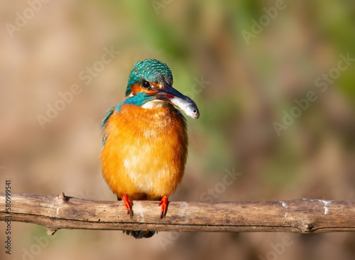 Сommon kingfisher, Alcedo atthis. The male catches a fish and brings it to the female as a gift © Юрій Балагула