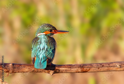 Сommon kingfisher, Alcedo atthis. An adult female bird sits on a branch, in the morning sunlight