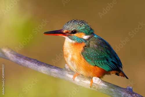Сommon kingfisher, Alcedo atthis. A female bird sits on a branch against a beautiful background