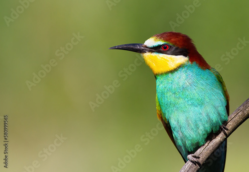 European bee-eater, merops apiaster. Beautiful close-up of the bird in the morning light