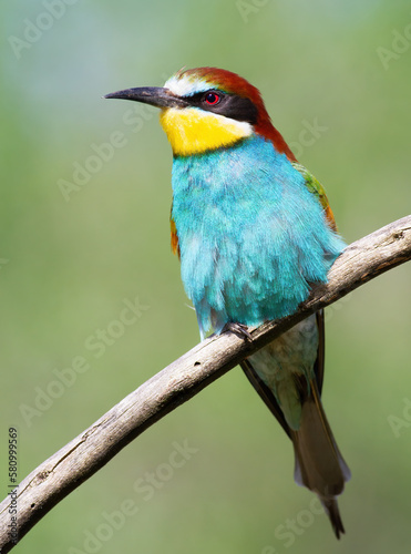 European bee-eater, merops apiaster. Beautiful close-up of the bird in the morning light