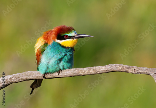 European bee-eater, Merops apiaster. A bird ruffles its feathers and sits on a branch
