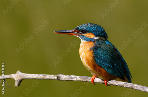 Common kingfisher, Alcedo atthis. A female bird sits on a branch against a beautiful background
