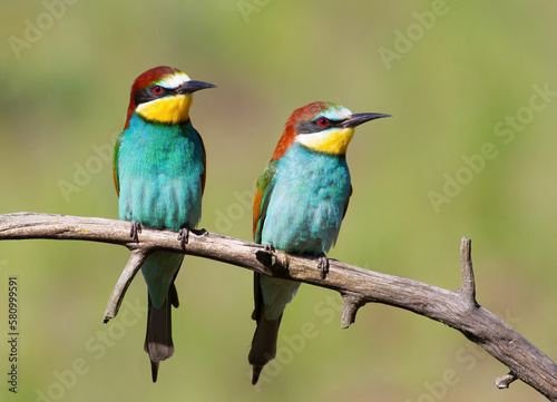 European bee-eater, merops apiaster. A bird family sits on a branch against a green background