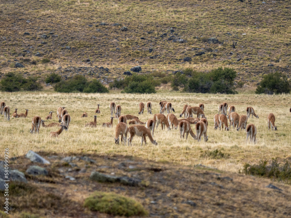 Naklejka premium Guanakos