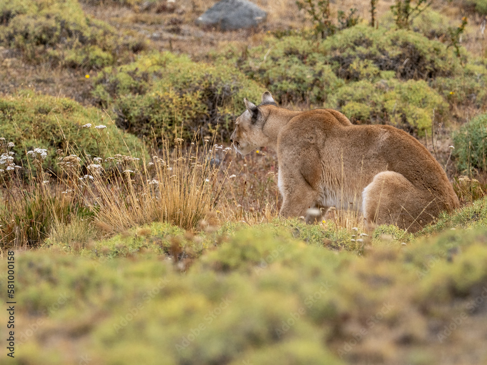 Puma Puma