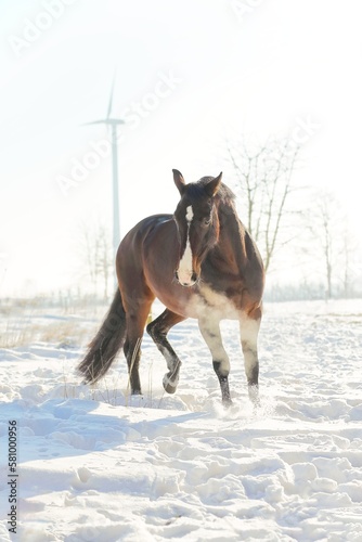 Oldeburger im Schnee