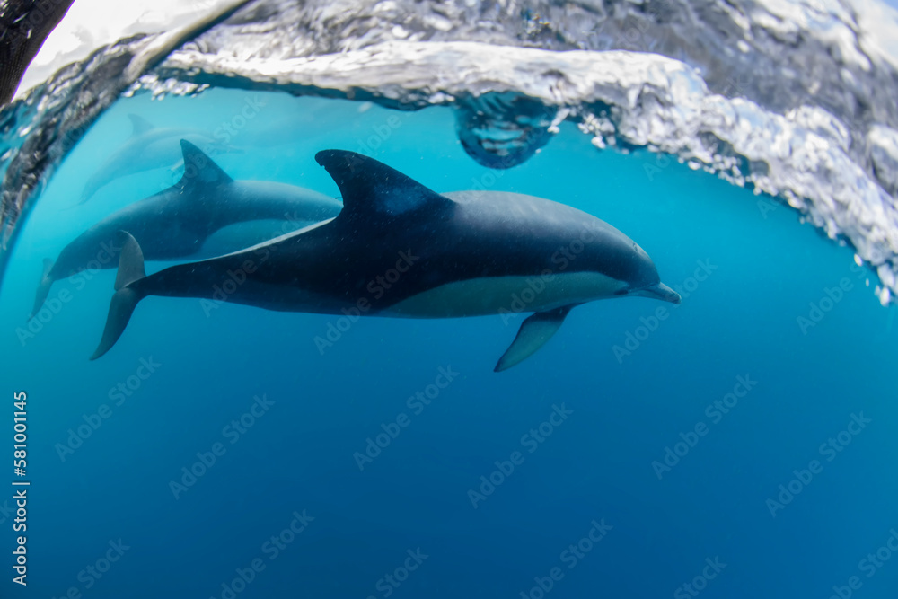 Fototapeta premium Underwater photo of wild dolphins, Australia