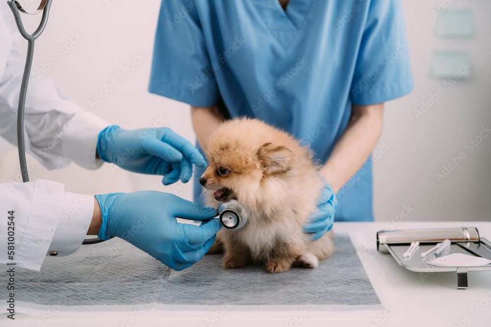 Examine the veterinarian's breath in work clothes, listen to the breath of a small dog, veterinary clinic, pet care concept. Examine the veterinarian's breath in work clothes, listen to the breath of a small dog, veterinary clinic, pet care concept.