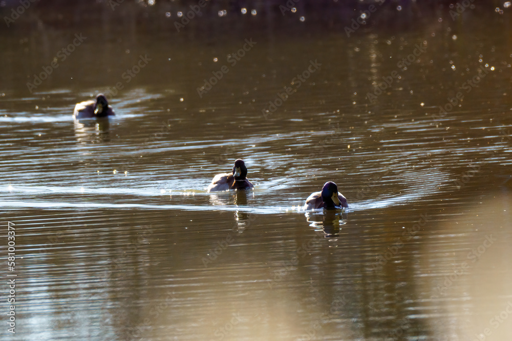 Three ducks swimming in spring coloured water Three ducks swimming in spring coloured water