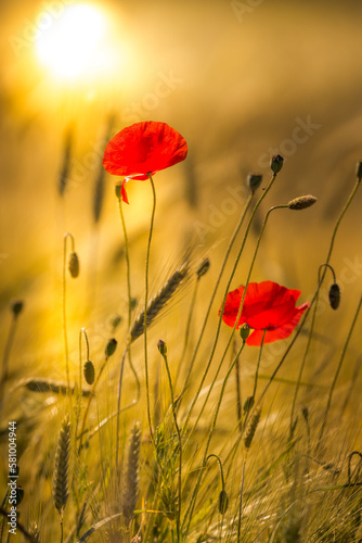 Mohn im Weizenfeld