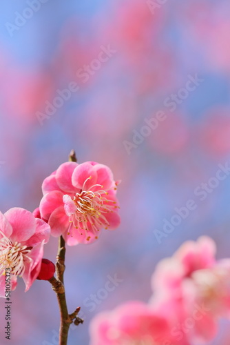 八重咲きの紅梅のクローズアップ