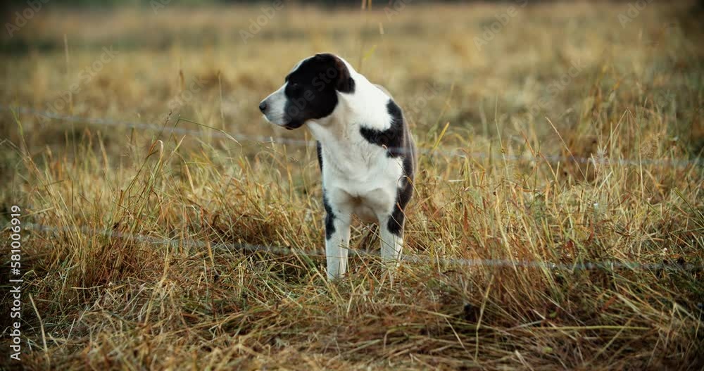 Large guard dog alabai. A dog behind an electric shepherd guards a herd of cows. Large guard dog alabai. A dog behind an electric shepherd guards a herd of cows.