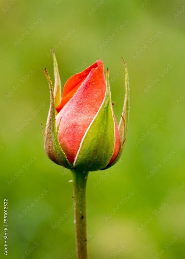 A red rose flower bud in spring A red rose flower bud in spring