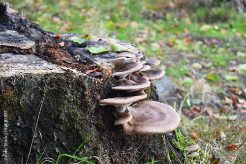 Mushrooms on a tree trunk close-up