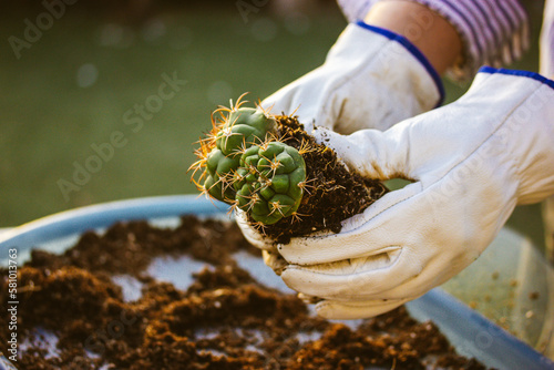 Thelocactus hexaedrophorus in gardener's, farmer hands. Cultivation cactuses in garden, greenhouse A man works outdoors in thorn proof gloves for cactus replanting, plants care Green succulent in soil
