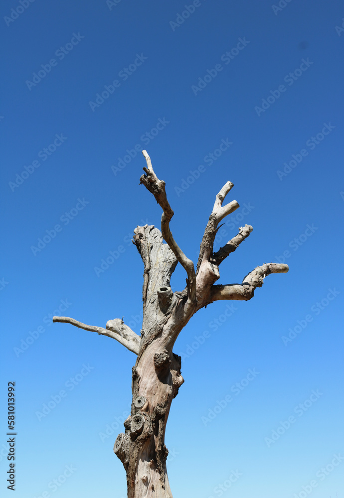 Dead tree with cropped branches and no foliage against blue sky Dead tree with cropped branches and no foliage against blue sky