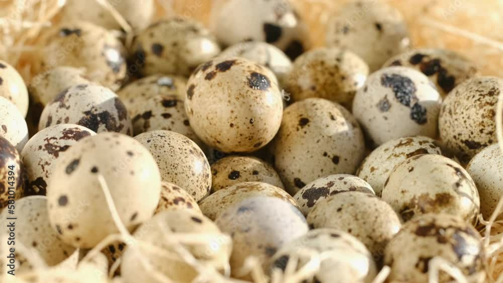 Quail egg, rotation shot, quail fresh raw eggs. Many fresh raw quail egg 4K Quail egg, rotation shot, quail fresh raw eggs. Many fresh raw quail egg 4K