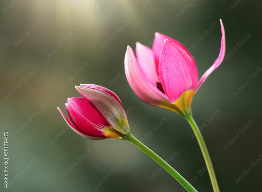 Naklejka premium Tulipany Botaniczne