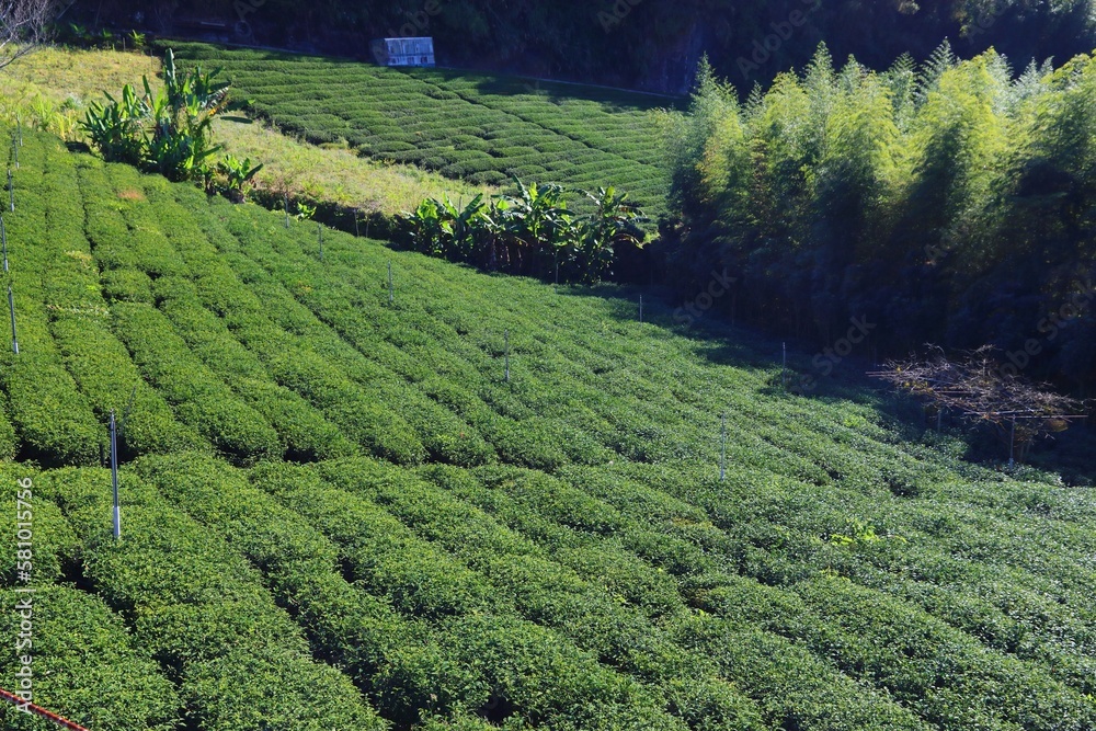 Tea plantation in Shizhuo, Taiwan