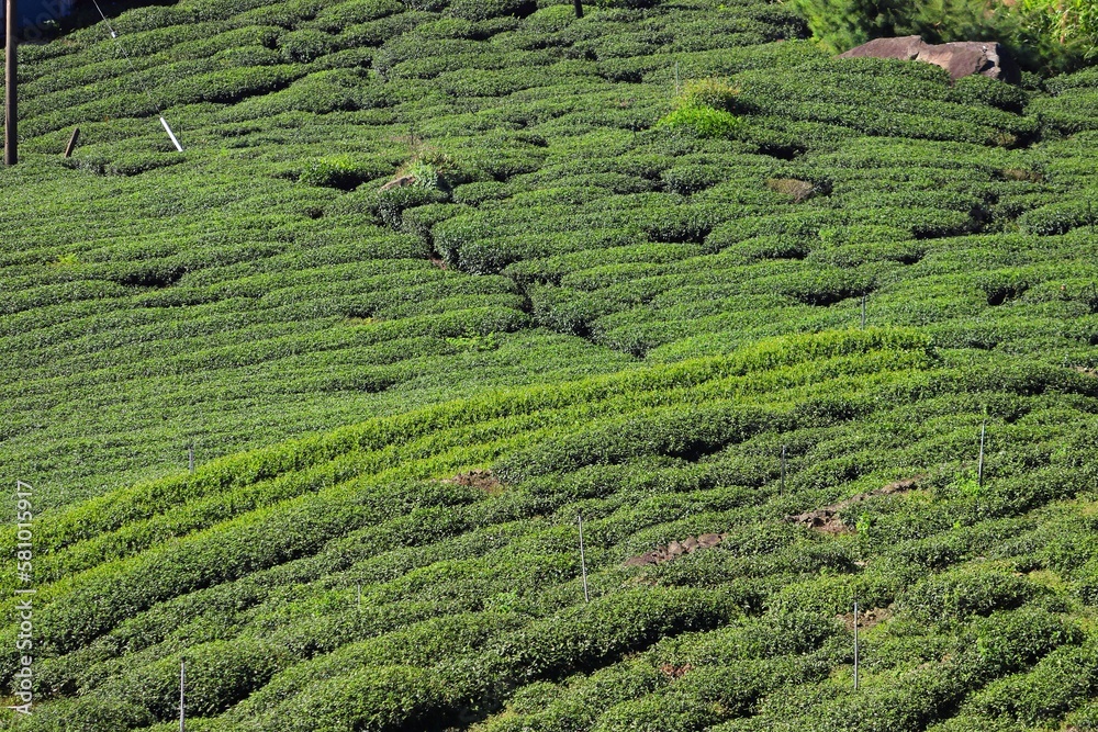 Tea farm in Alishan, Taiwan