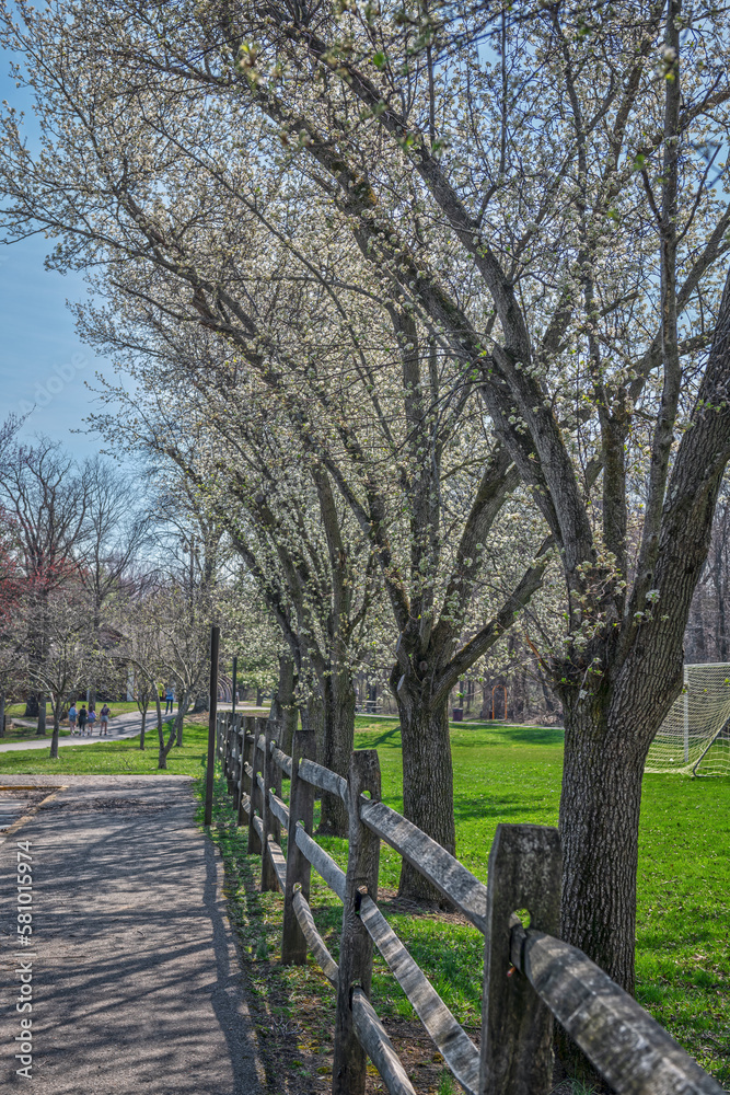 Fototapeta premium Dogwood and Fence