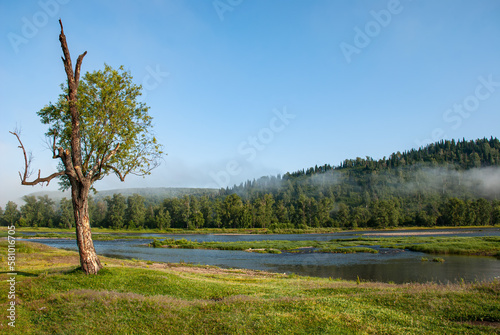 trees near the mountain river. Panorama of the morning view of the mystical forest in the fog, mountain landscape