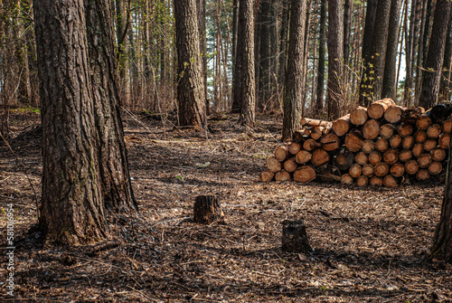 Illegal deforestation of the planet. View of trees cut down and stockpiled for transport to make land available for agriculture. Sanitary cleaning of the forest. The concept of ecology, environment