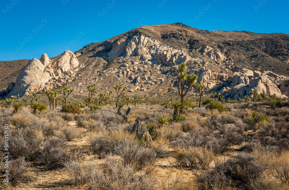 Joshua Tree Cactus at Joshua Tree National Park Joshua Tree Cactus at Joshua Tree National Park