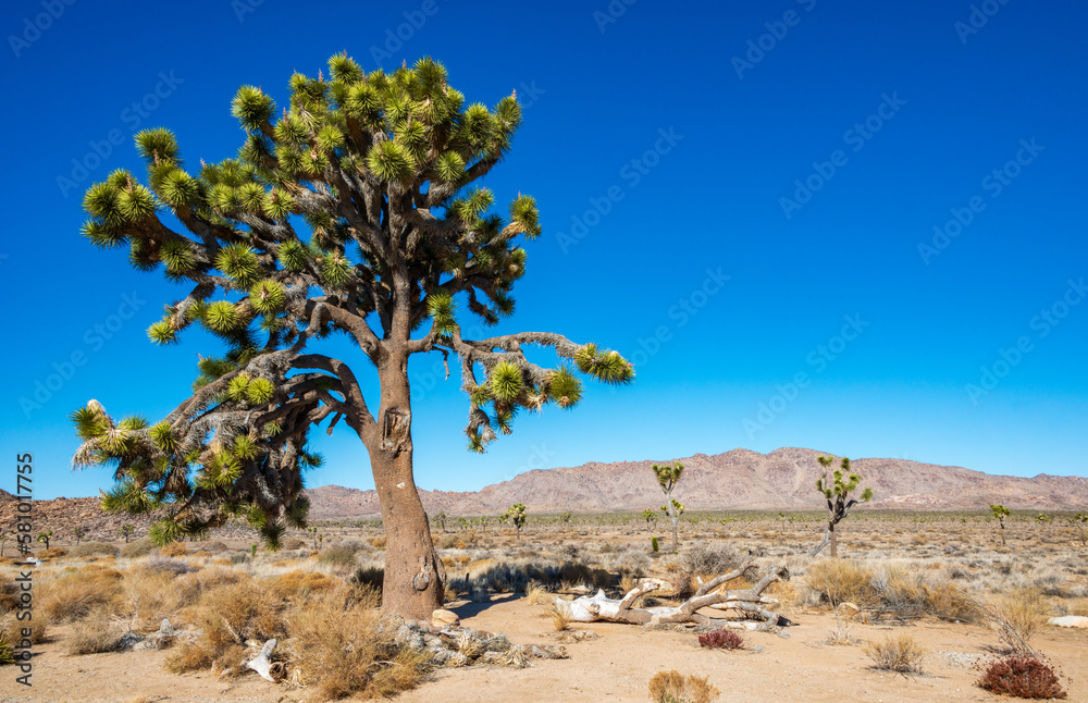Joshua Tree Cactus at Joshua Tree National Park Joshua Tree Cactus at Joshua Tree National Park