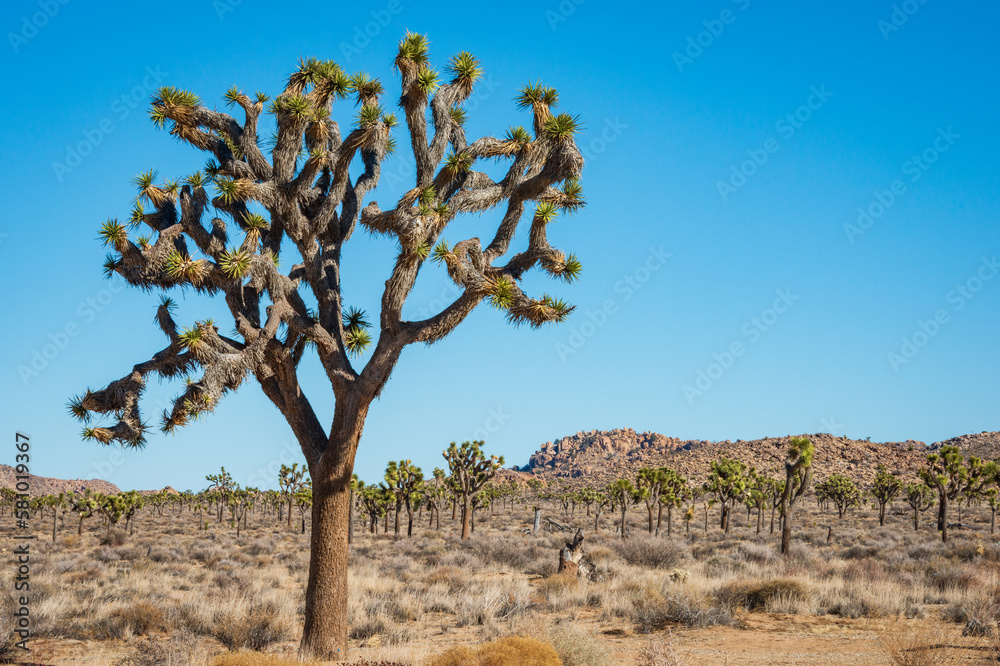 Joshua Tree Cactus at Joshua Tree National Park Joshua Tree Cactus at Joshua Tree National Park