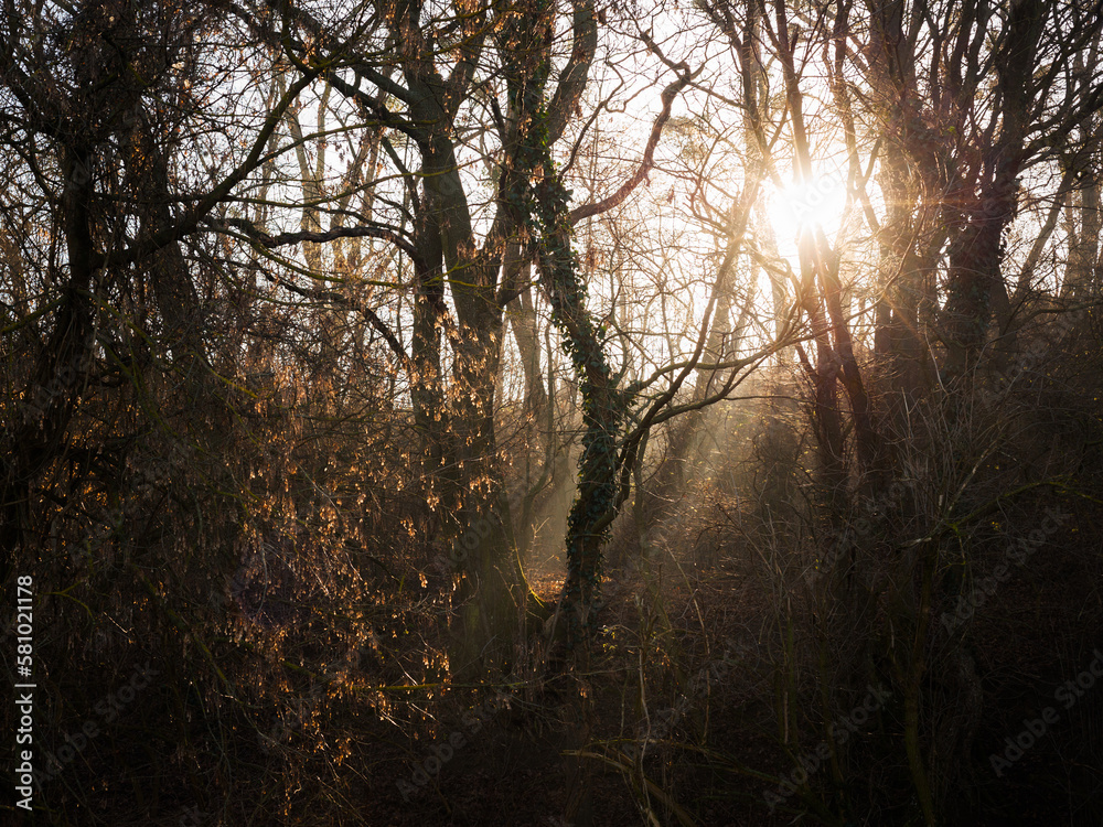 Sunshine through winter forest in Burgenland Sunshine through winter forest in Burgenland