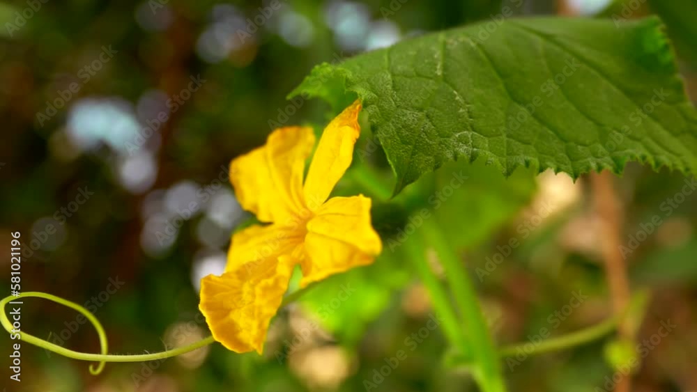 A yellow cucumber flower sways in the wind A yellow cucumber flower sways in the wind