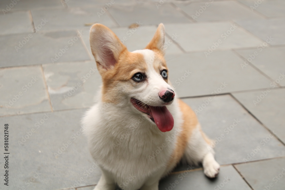 Corgi puppy sit and smiling. Open place Corgi puppy sit and smiling. Open place