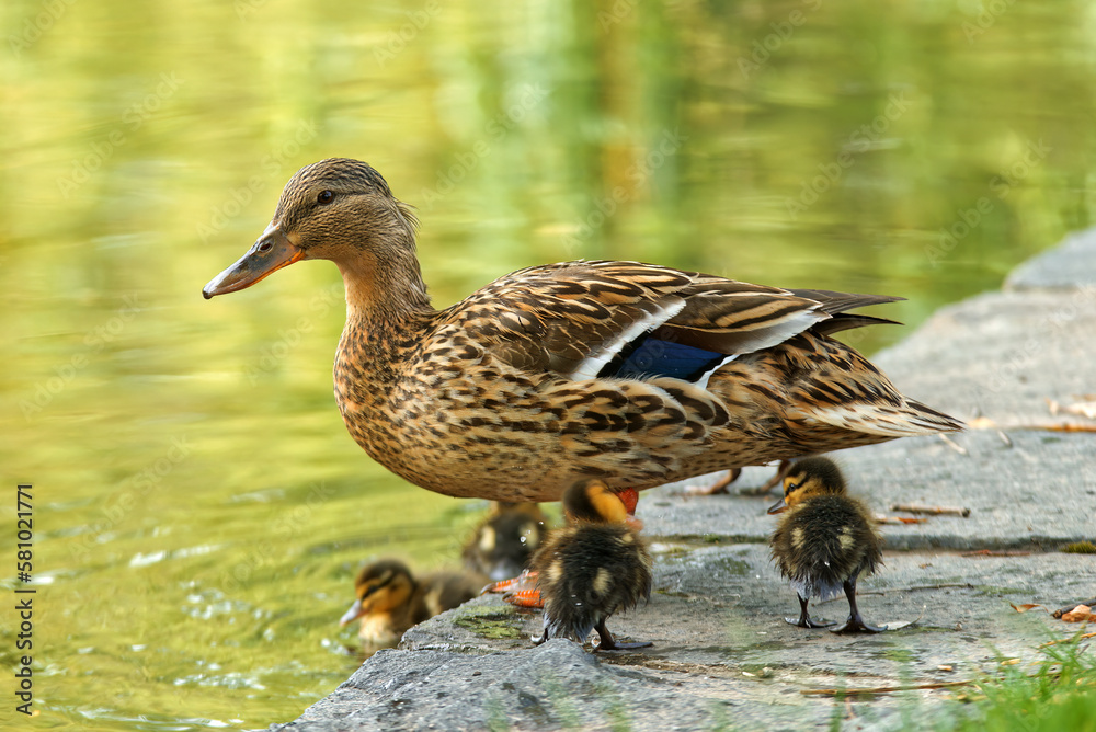 Fototapeta premium Female duck with little ducklings on the shore of a pond.