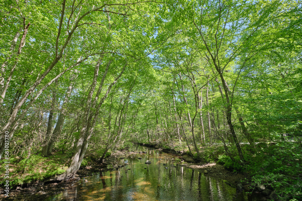 A lush green forest stands above a clear woodland creek A lush green forest stands above a clear woodland creek