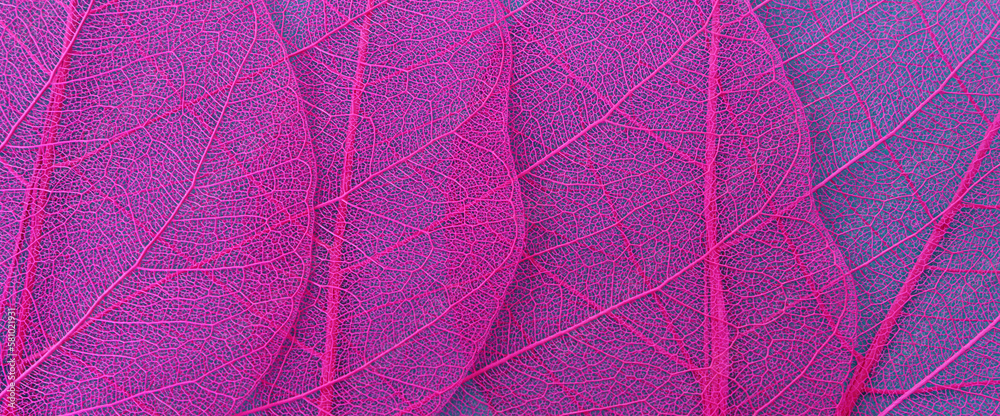 Obraz premium Colorful transparent and delicate skeleton leaves