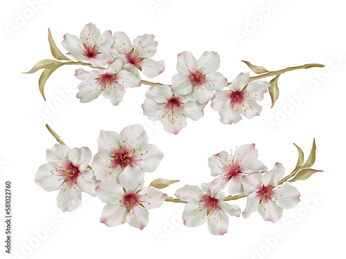 Spring almond blossom in watercolor style isolated on white background. Hand-drawn watercolor floral illustration on transparent background can be used on a variety of surfaces
