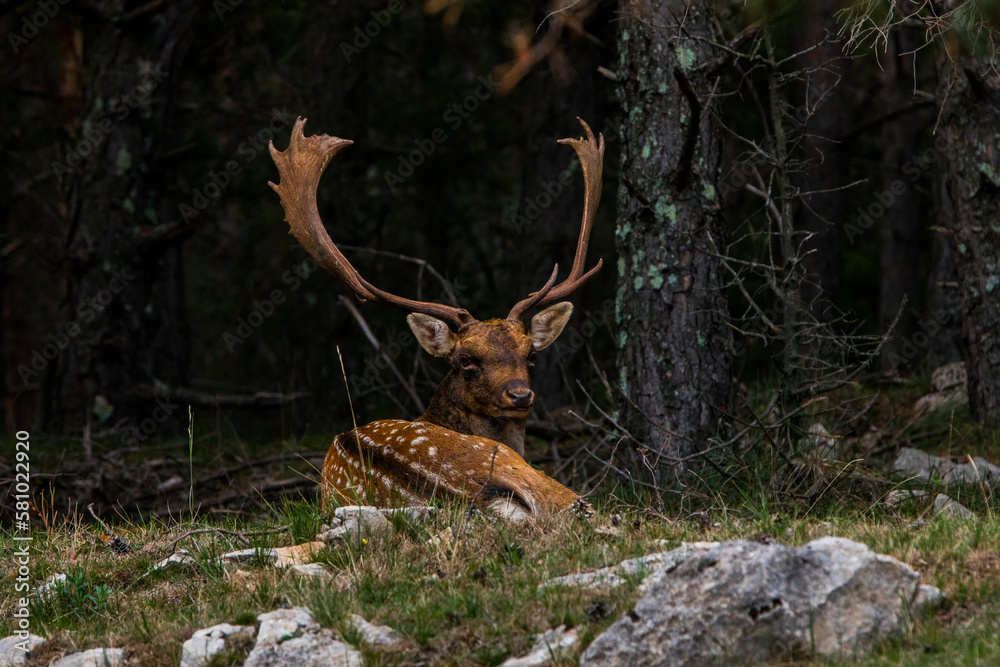 Obraz premium Fallow deers in La Garrotxa, Girona, Pyrenees, northern Spain. Europe