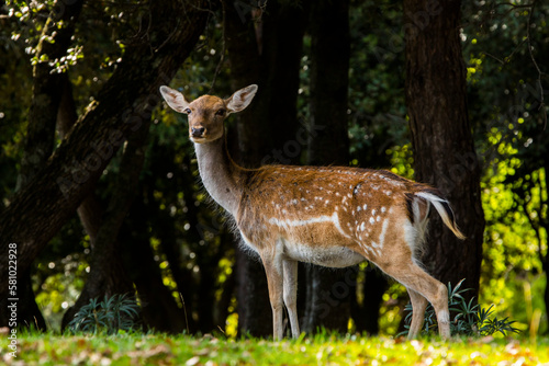 Fototapeta Naklejka Na Ścianę i Meble -  Fallow deers in La Garrotxa, Girona, Pyrenees, northern Spain. Europe