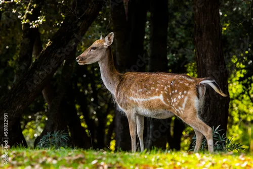 Obraz Fallow deers in La Garrotxa, Girona, Pyrenees, northern Spain. Europe