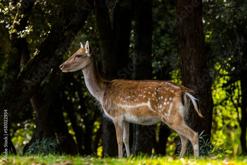 Obraz Fallow deers in La Garrotxa, Girona, Pyrenees, northern Spain. Europe