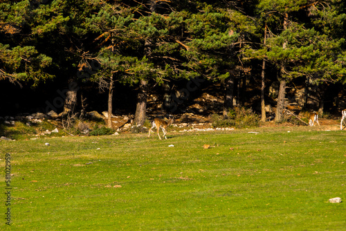 Fototapeta Naklejka Na Ścianę i Meble -  Fallow deers in La Garrotxa, Girona, Pyrenees, northern Spain. Europe