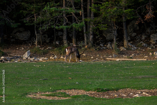 Fototapeta Naklejka Na Ścianę i Meble -  Fallow deers in La Garrotxa, Girona, Pyrenees, northern Spain. Europe